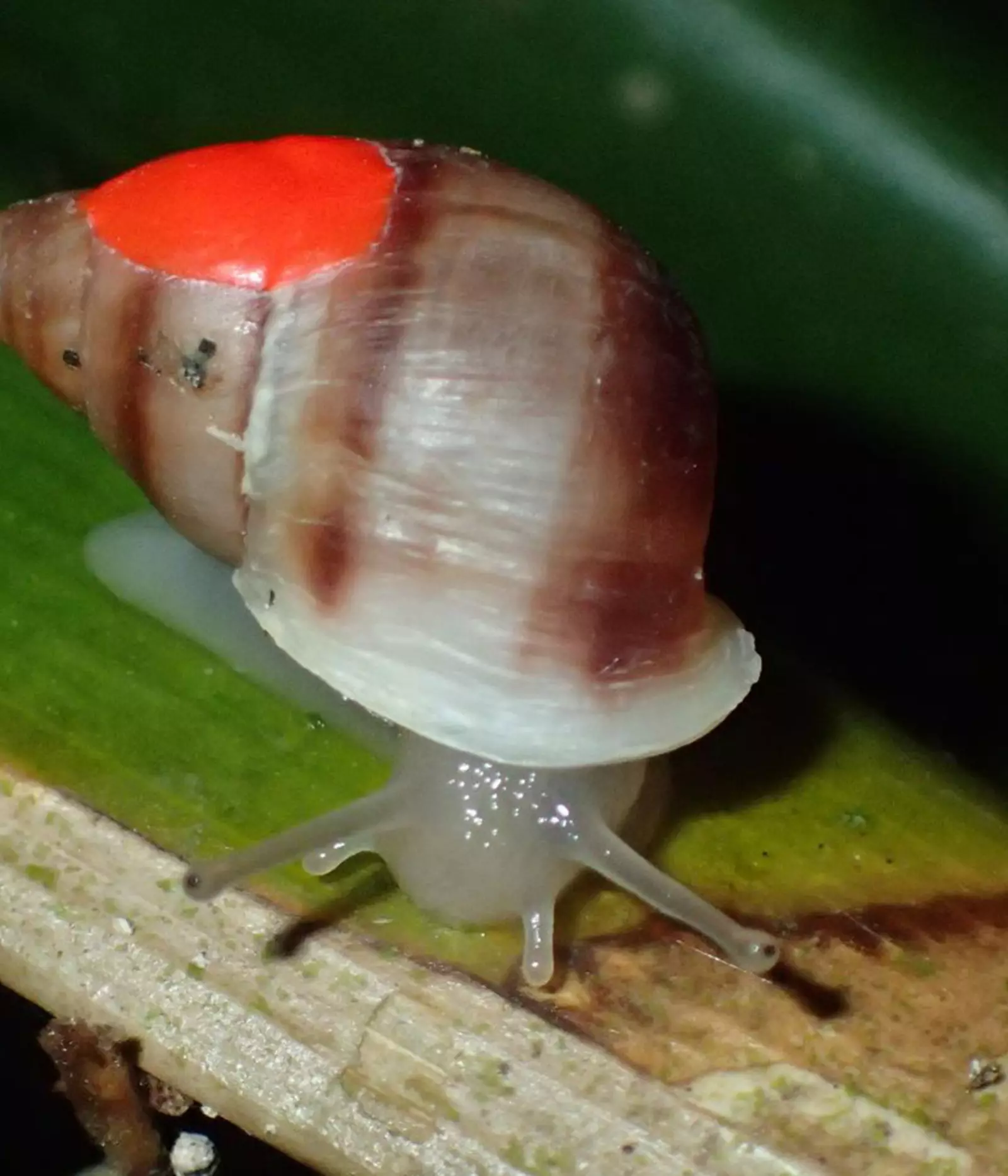 ‘Extinct’ Snails Return To The Wild | ZSL